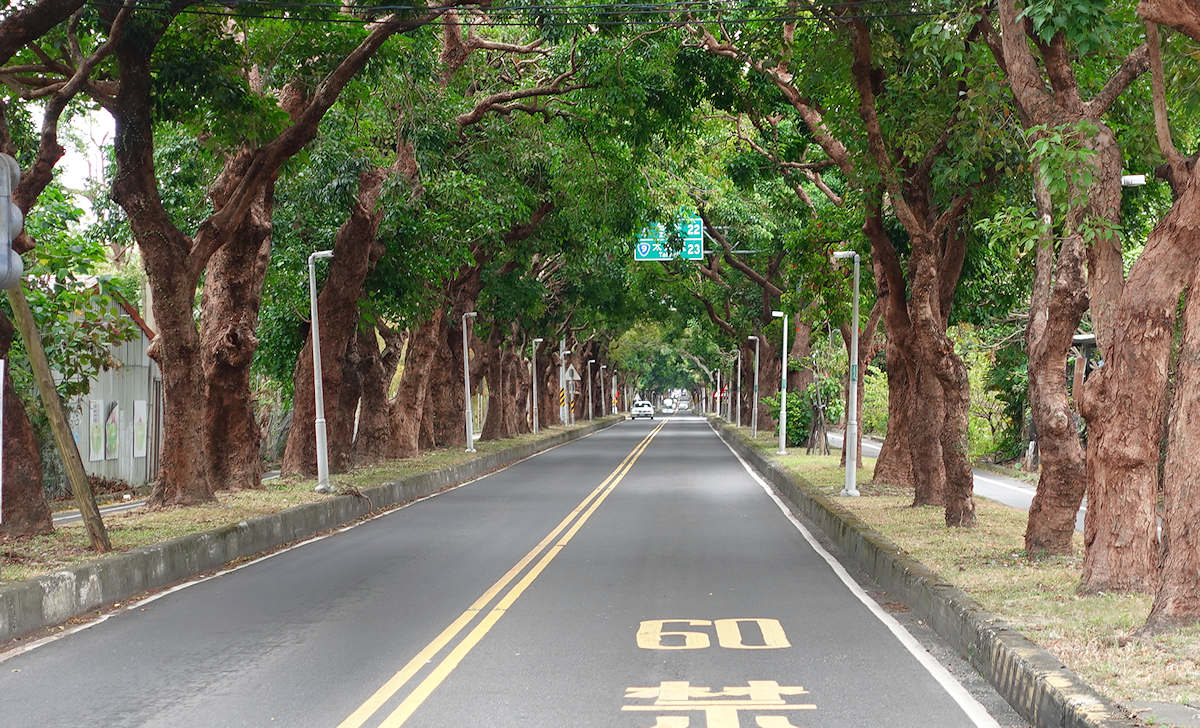 Alley of Bischofia Javanica